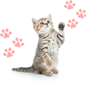 categoria_gatitos Juguete Interactivo para Gatos con Bola Autorodante - Recargable Eléctricamente