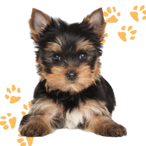 categoria_perritos Juguete Mordedor para Perros con Cuerda y Dispensador de Croquetas